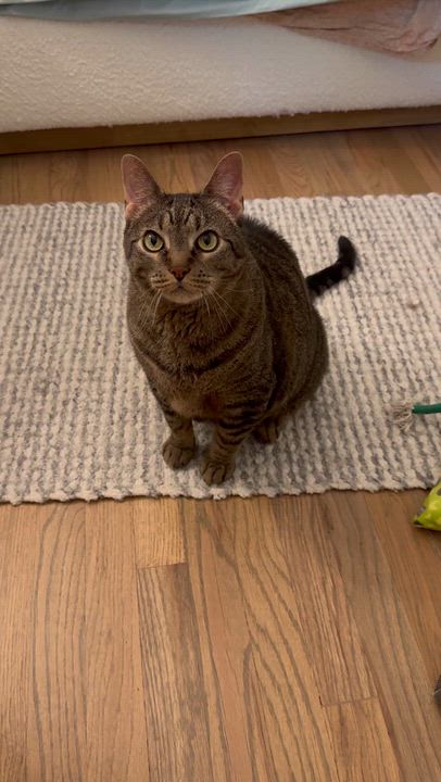 Enlarge Frederick, a Adoptable Domestic Short Hair in Lakewood, CO video 5/6