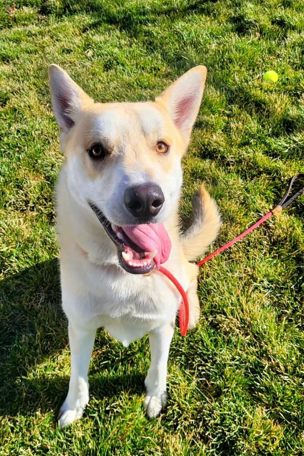 Keebler 45470, Adoptable, Young Male German Shepherd Dog & Siberian Husky.