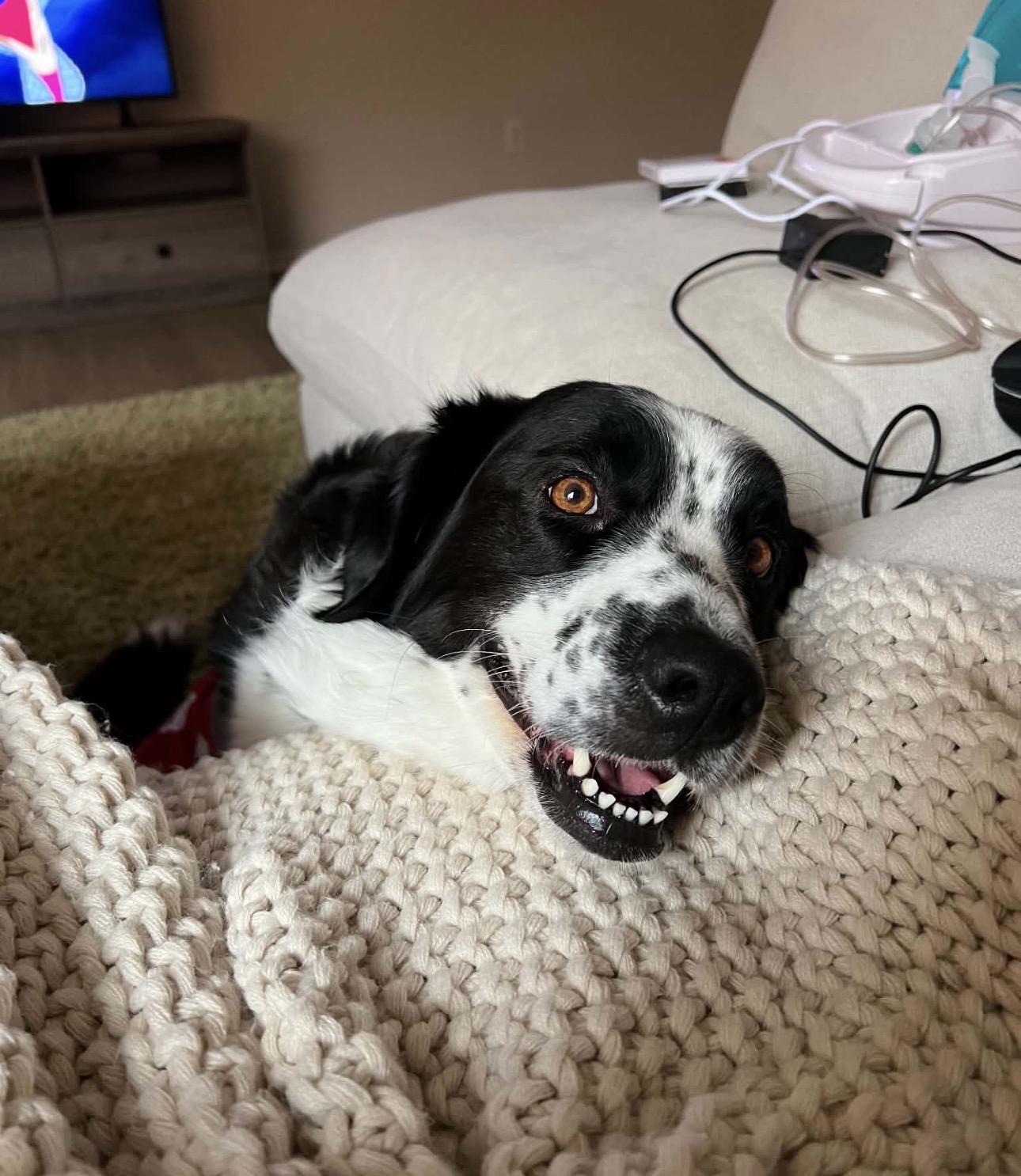 Enlarge Indy- COURTESY LISTING, an adopted Border Collie in Louisburg, KS image 2/5