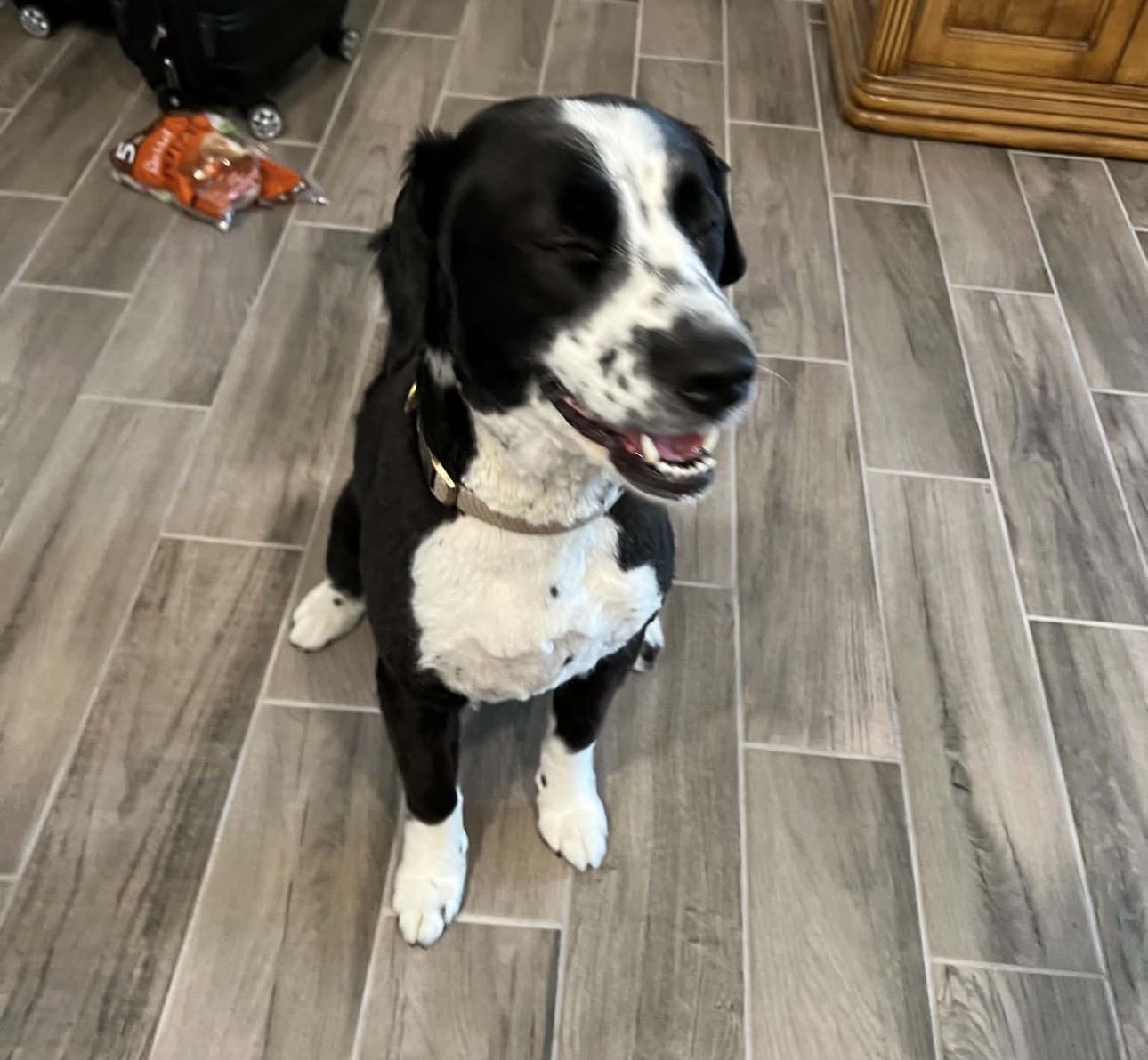 Indy- COURTESY LISTING, adopted, Young Female Border Collie.