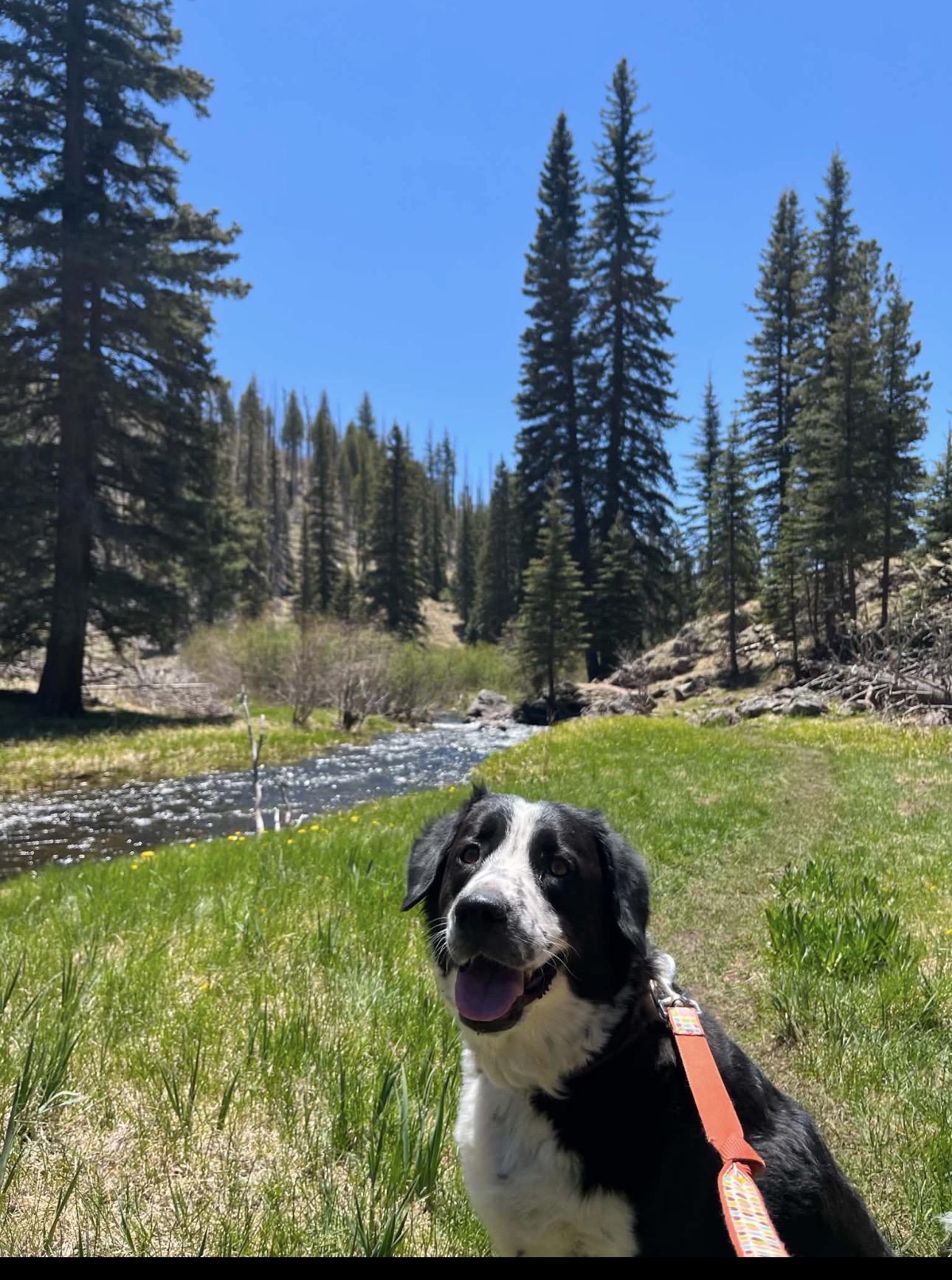 Enlarge Indy- COURTESY LISTING, an adopted Border Collie in Louisburg, KS image 4/5