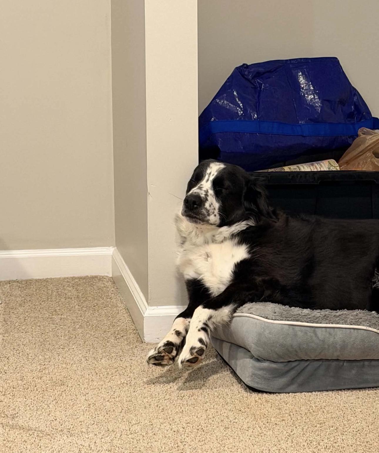 Enlarge Indy- COURTESY LISTING, an adopted Border Collie in Louisburg, KS image 3/5