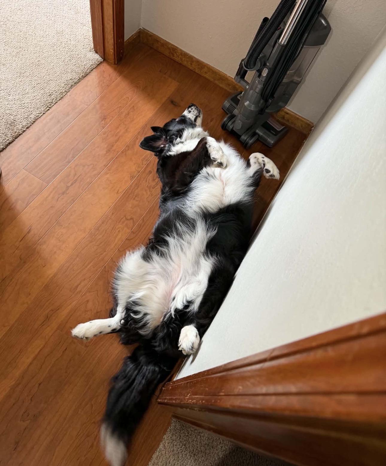 Enlarge Indy- COURTESY LISTING, an adopted Border Collie in Louisburg, KS image 5/5