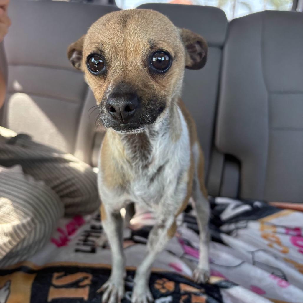 Mateo, Adoptable, Adult Male Chihuahua.