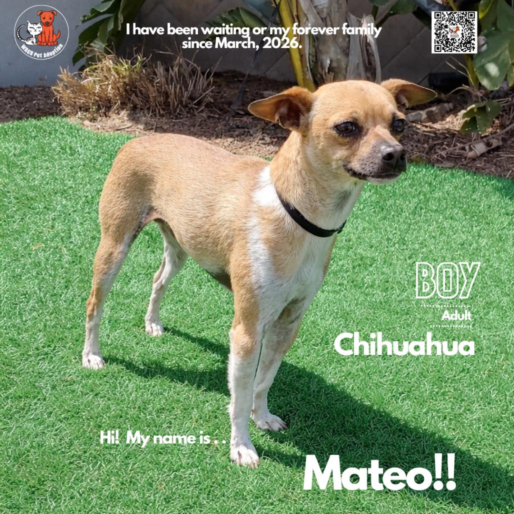 Enlarge Mateo, a Adoptable Chihuahua in Westminster, CA image 2/2