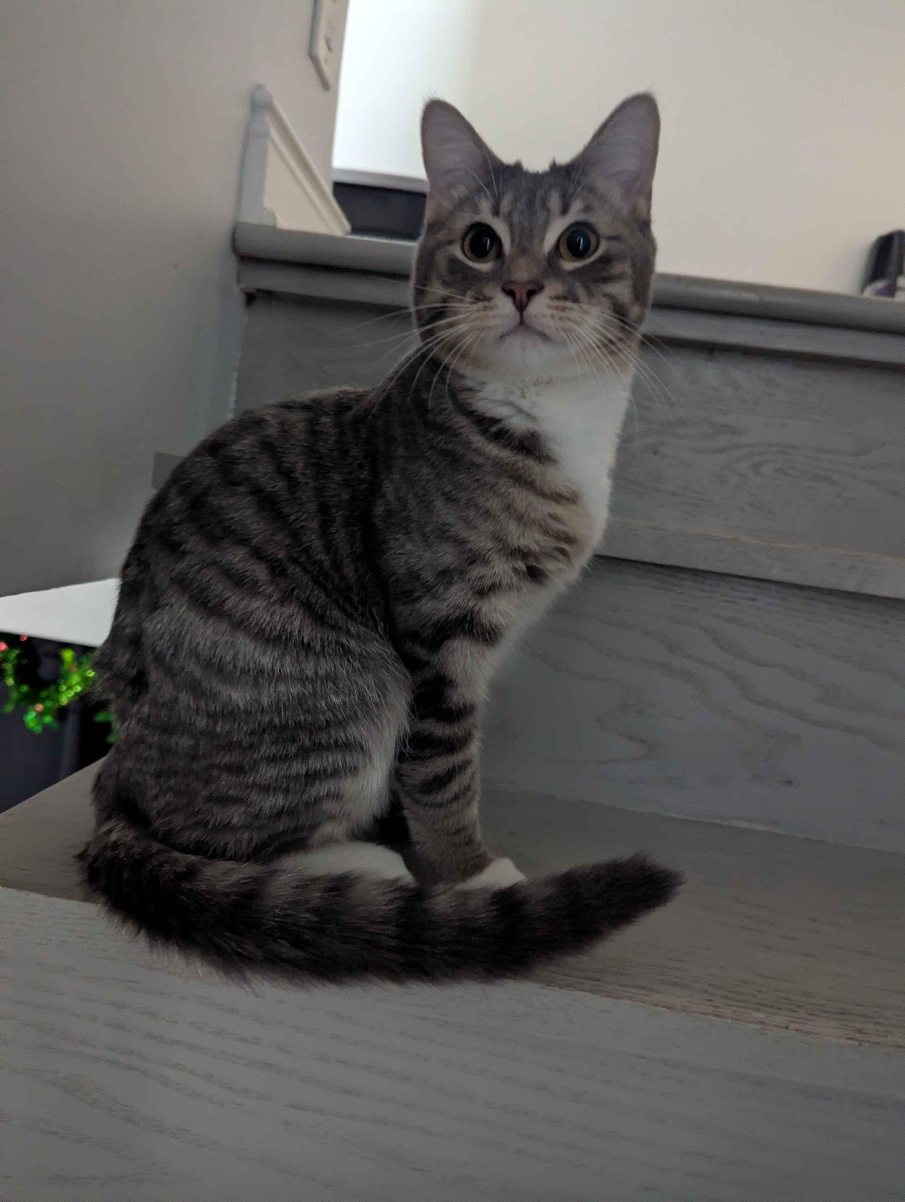 Enlarge Alexander Scarfsgard (Scarf), a ADOPTABLE Domestic Short Hair in Florham Park, NJ image 5/6