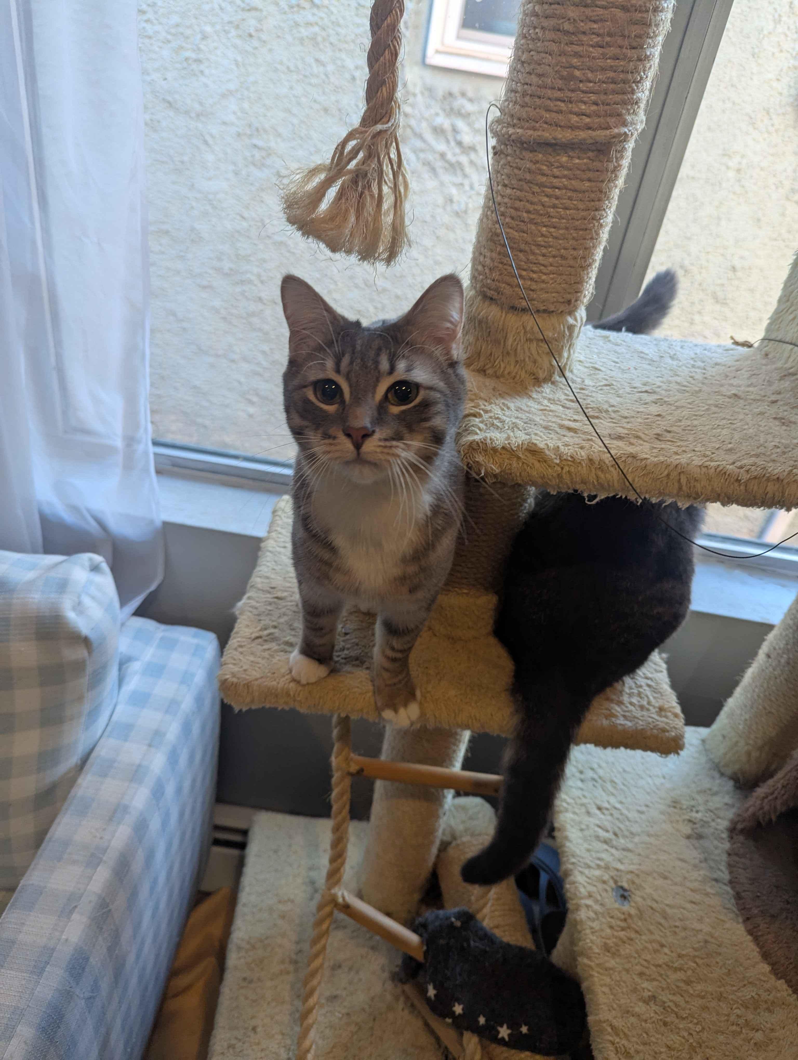 Enlarge Alexander Scarfsgard (Scarf), a ADOPTABLE Domestic Short Hair in Florham Park, NJ image 3/6