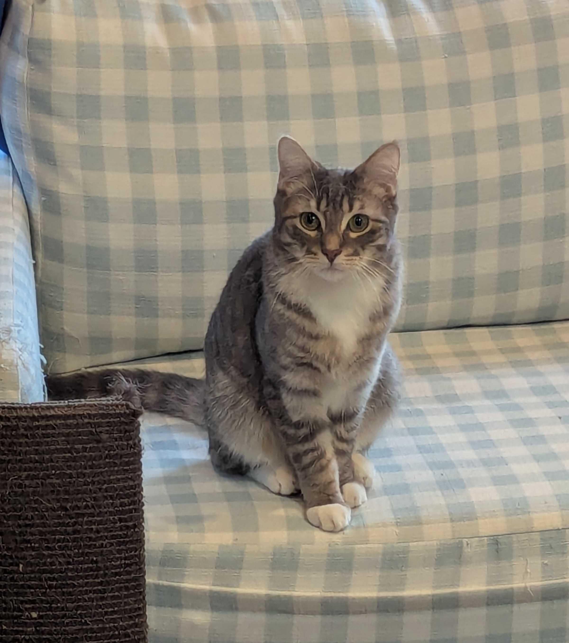 Enlarge Alexander Scarfsgard (Scarf), a ADOPTABLE Domestic Short Hair in Florham Park, NJ image 2/6