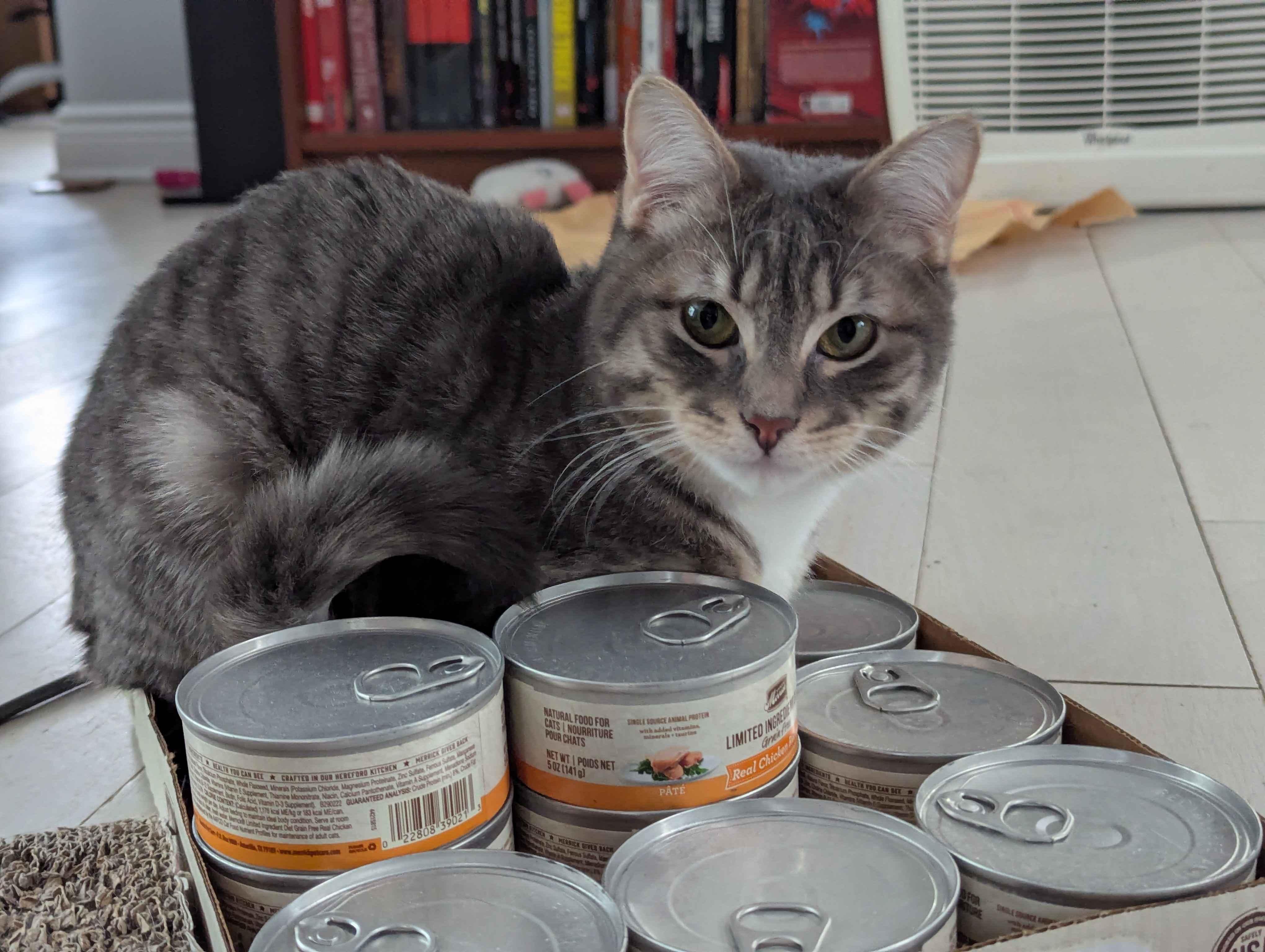 Enlarge Alexander Scarfsgard (Scarf), a ADOPTABLE Domestic Short Hair in Florham Park, NJ image 4/6