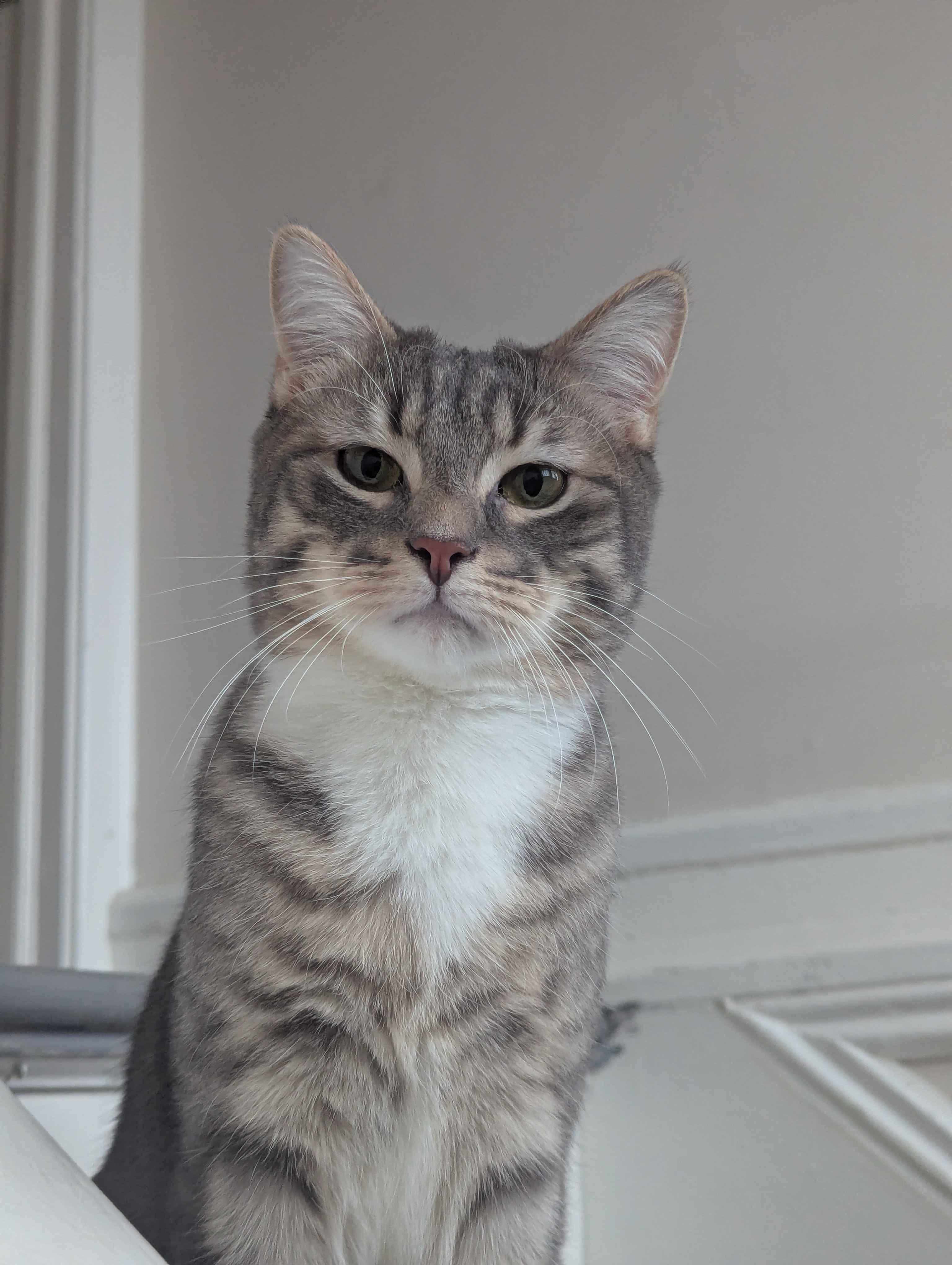 Alexander Scarfsgard (Scarf), ADOPTABLE, Young Male Domestic Short Hair.