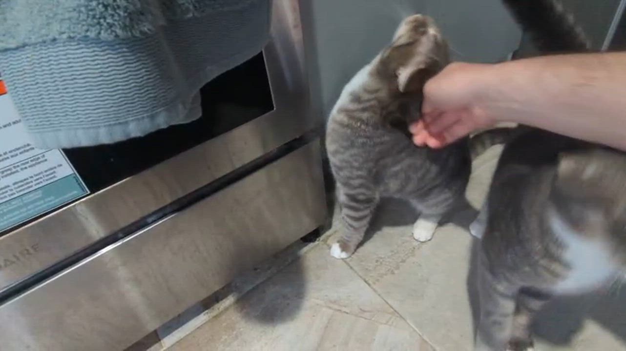 Enlarge Alexander Scarfsgard (Scarf), a ADOPTABLE Domestic Short Hair in Florham Park, NJ video 6/6