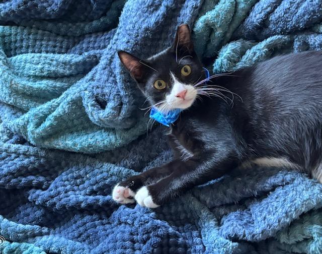 Cane - male teen kitten, a Adoptable Tuxedo in Menlo Park, CA image 1/3