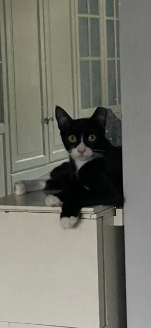 Cane - male teen kitten, a Adoptable Tuxedo in Menlo Park, CA image 2/3