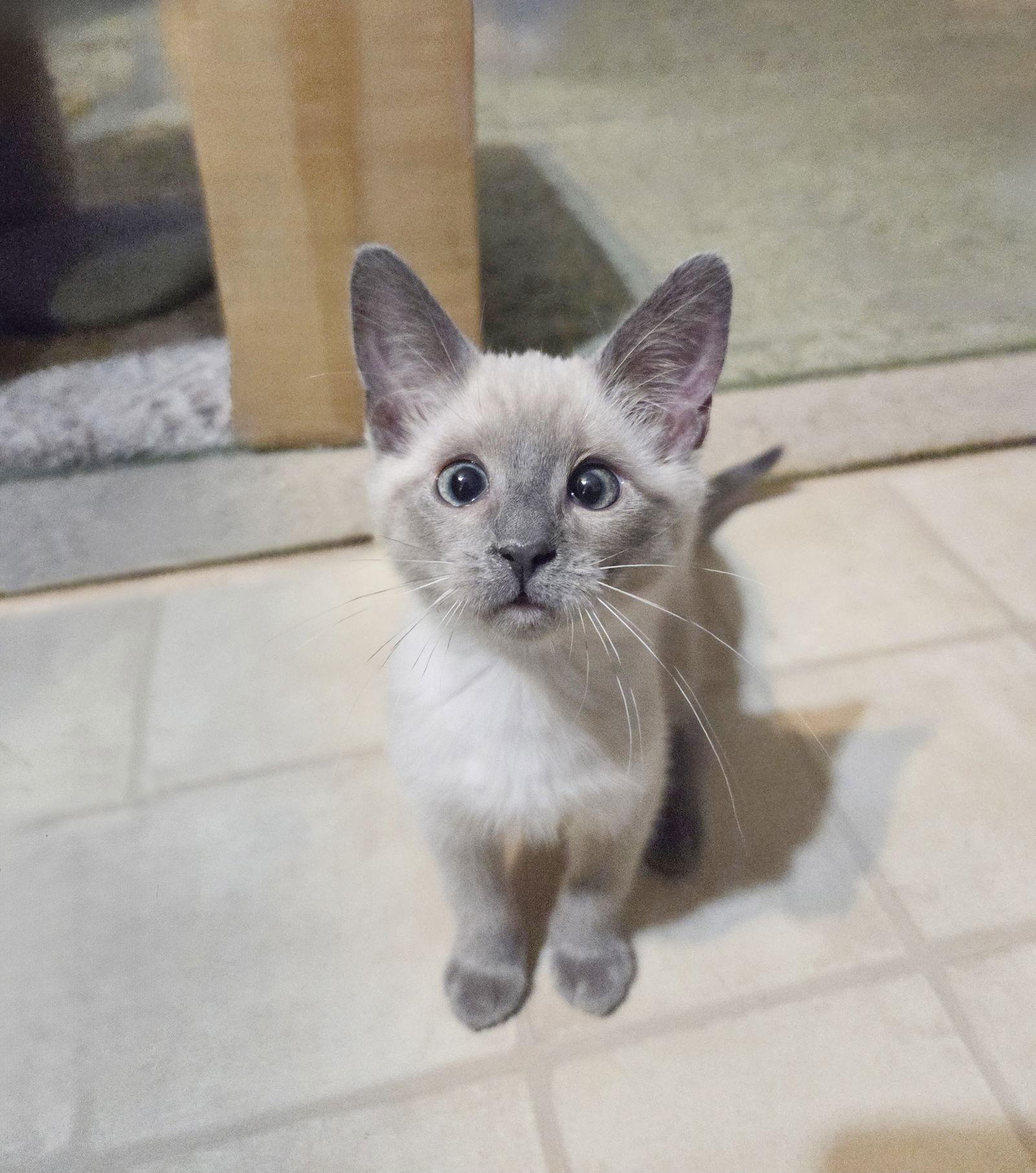 Feather, Adopted, Kitten Female Siamese.