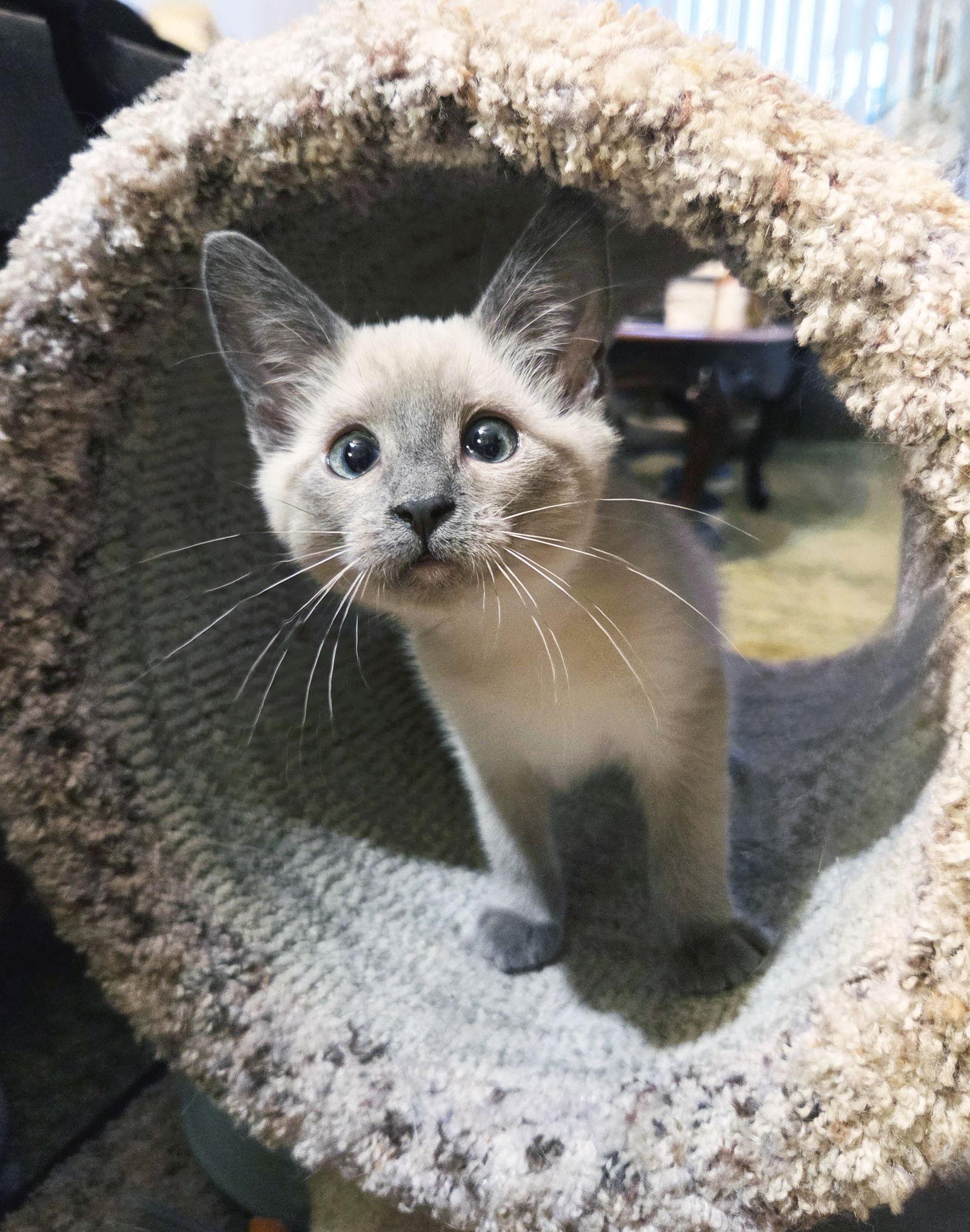 Enlarge Feather, a Adopted Siamese in Alameda, CA image 2/3