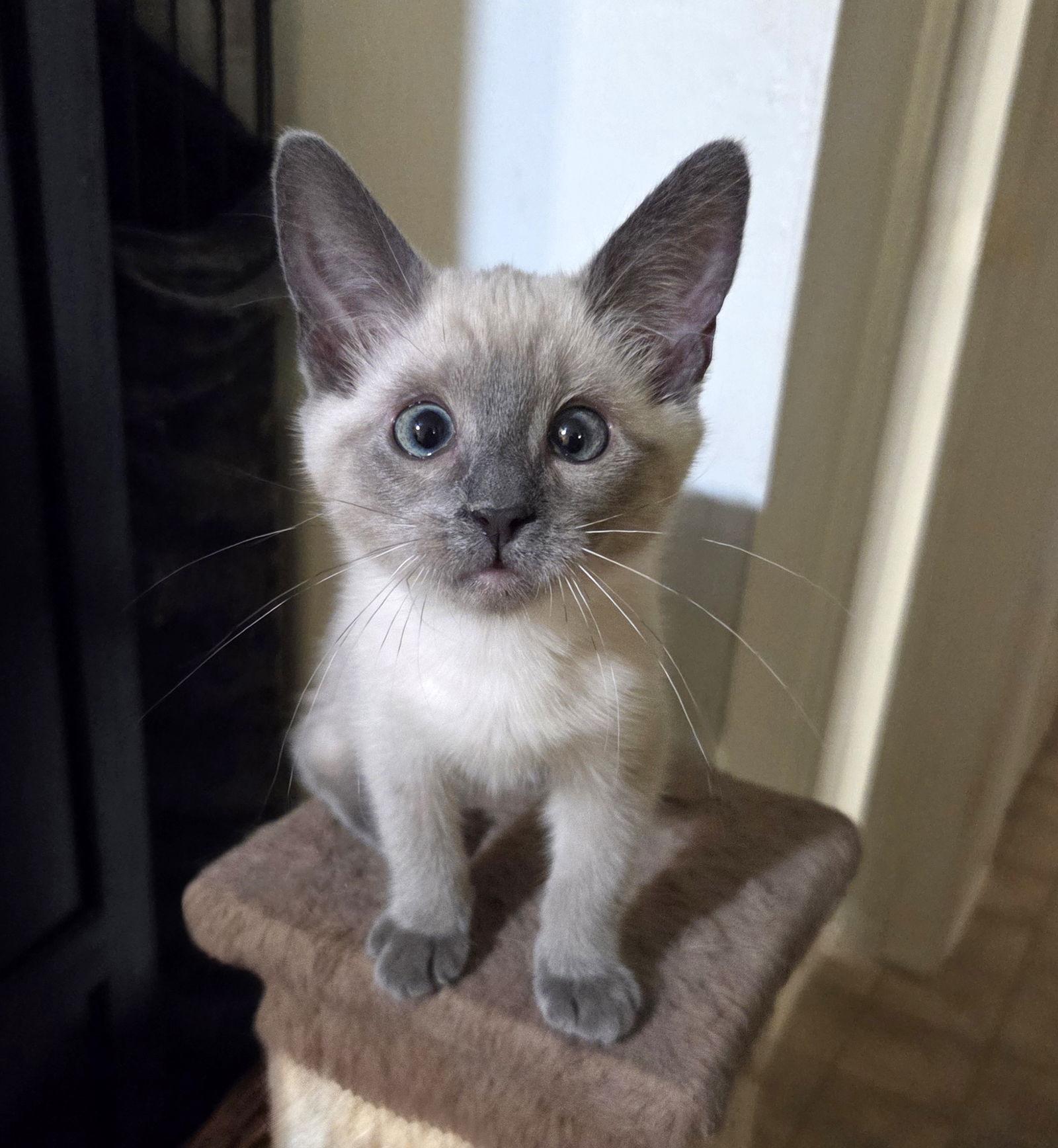 Enlarge Feather, a Adopted Siamese in Alameda, CA image 3/3