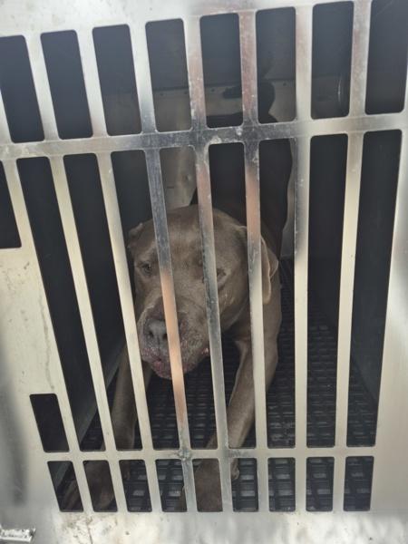 Pen 124 Zeus Hw+, Adoptable, Adult Male Pit Bull Terrier.