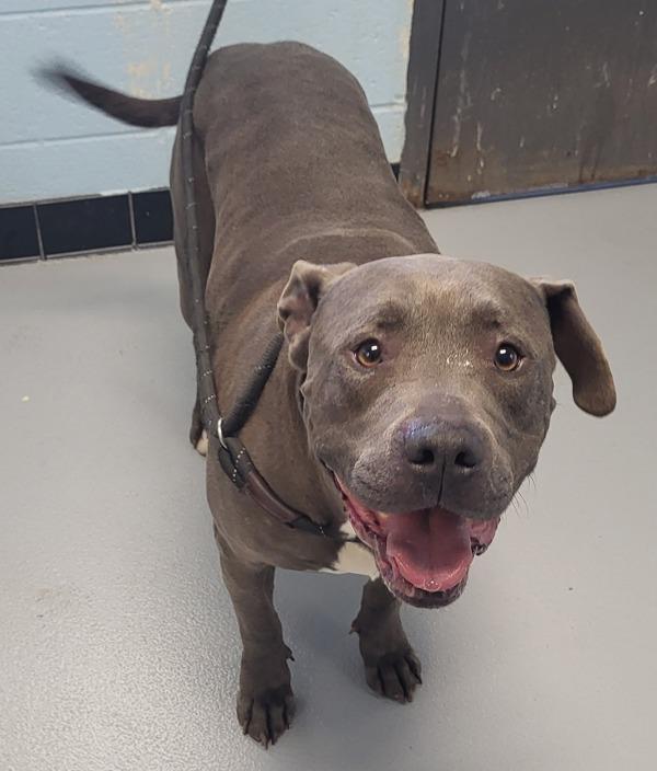 Enlarge Pen 124 Zeus Hw+, a Adoptable mixed breed in Lawrenceville, GA image 2/2