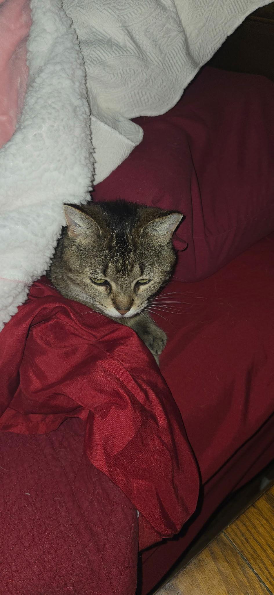 Enlarge Edie, a Adoptable Domestic Short Hair in Walled Lake, MI image 1/3