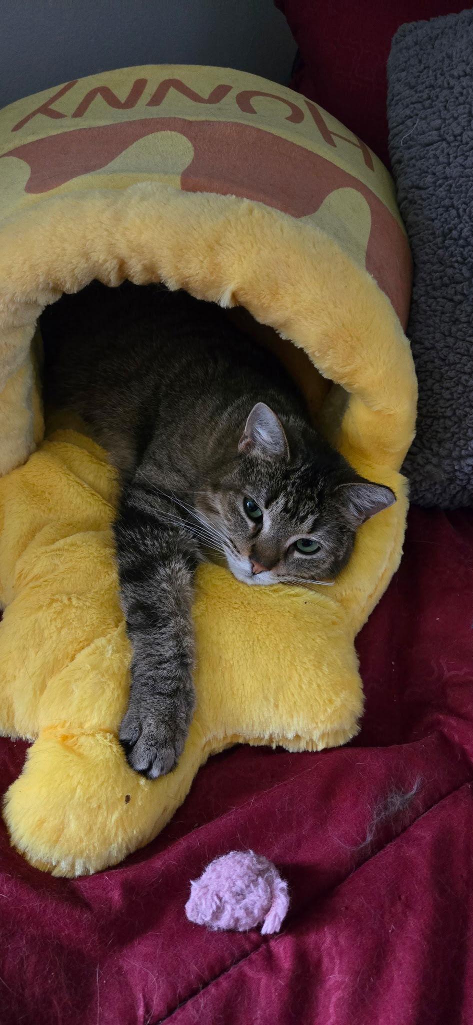 Enlarge Edie, a Adoptable Domestic Short Hair in Walled Lake, MI image 2/3