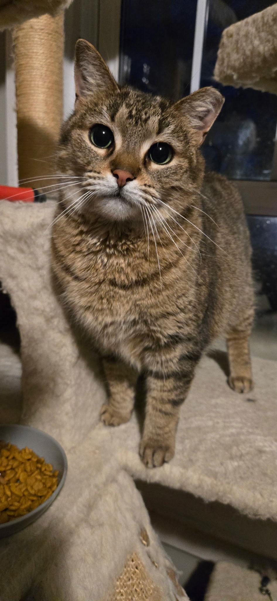 Enlarge Edie, a Adoptable Domestic Short Hair in Walled Lake, MI image 3/3