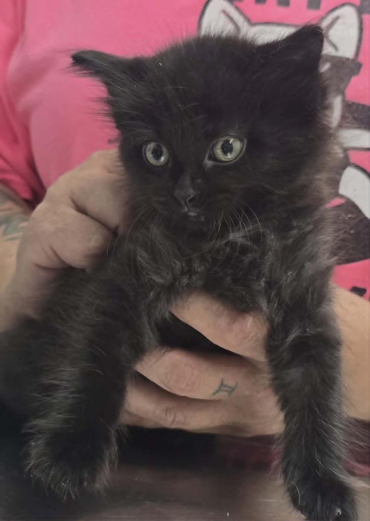 June, Adoptable, Kitten Female Domestic Long Hair.