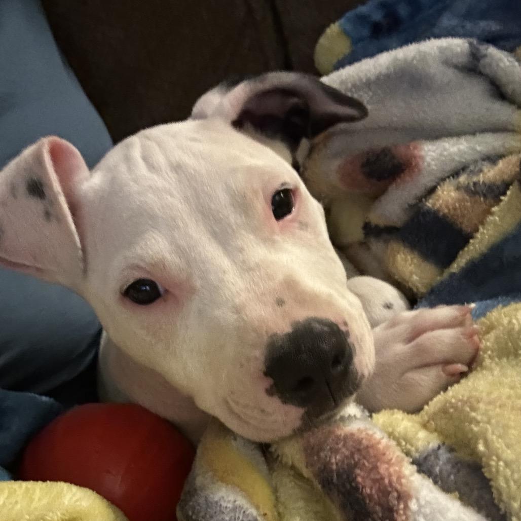 Enlarge Lucky, a Adoptable Mixed Breed in Duck River, TN image 2/6