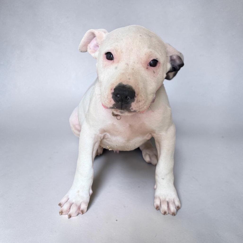 Enlarge Lucky, a Adoptable Mixed Breed in Duck River, TN image 3/6