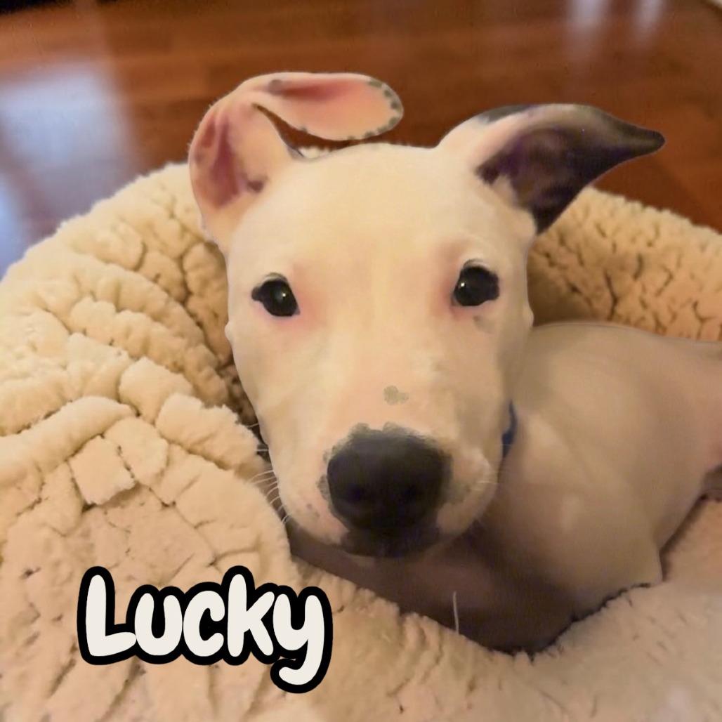 Enlarge Lucky, a Adoptable Mixed Breed in Duck River, TN image 4/6