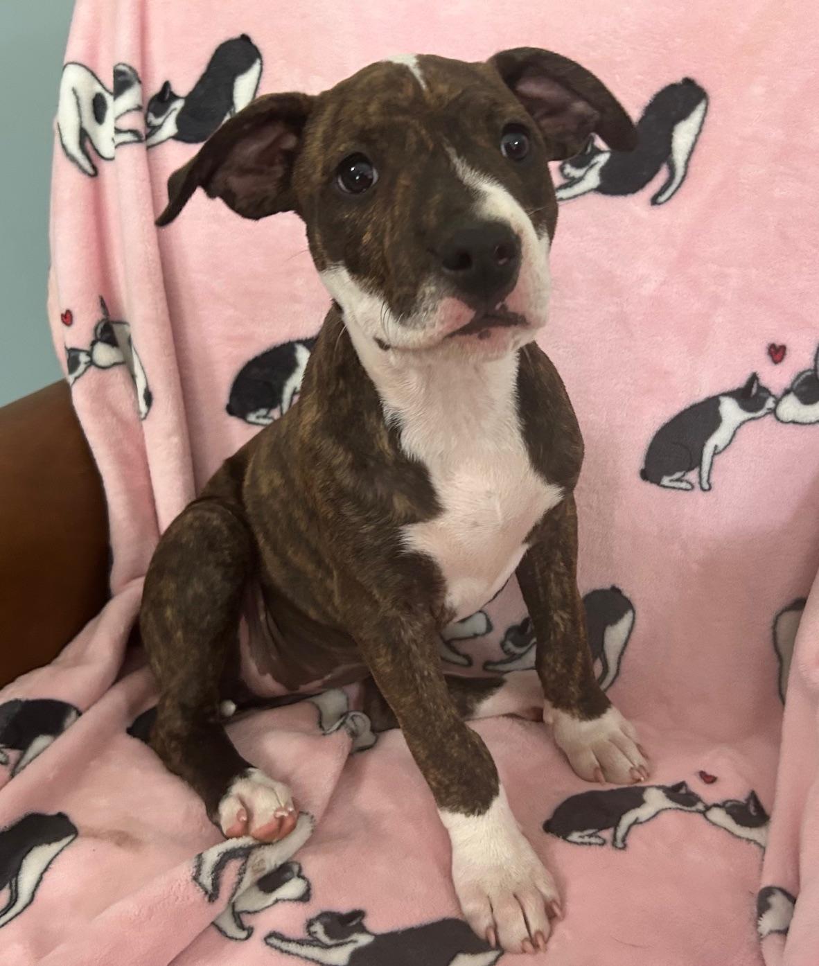 Kirby Glow, an adopted mixed breed in Woburn, MA image 4/4