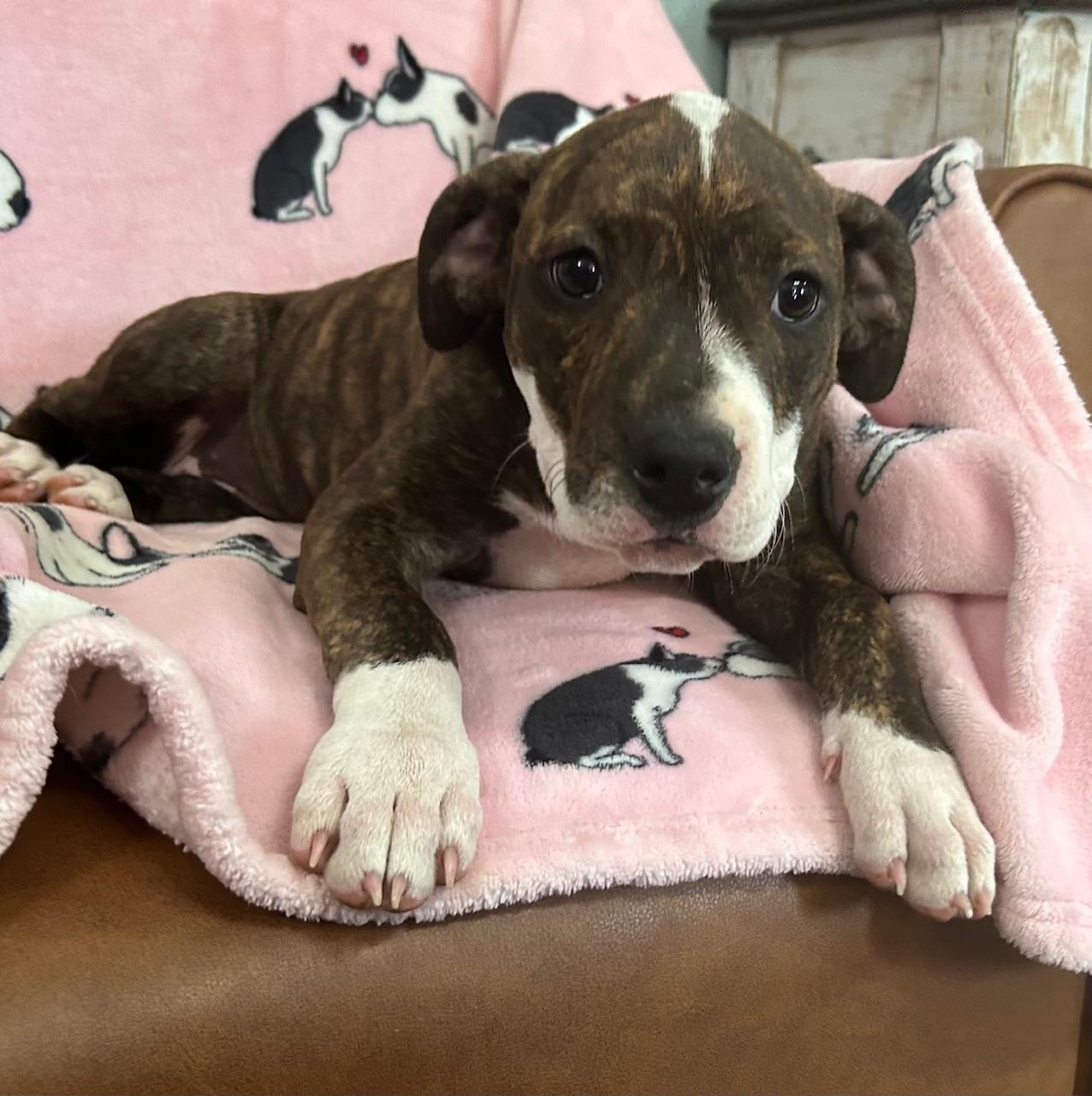 Kirby Glow, an adopted mixed breed in Woburn, MA image 3/4