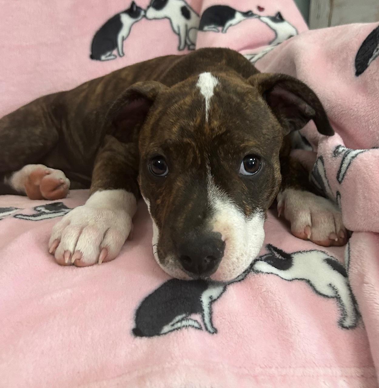 Kirby Glow, an adopted mixed breed in Woburn, MA image 1/4