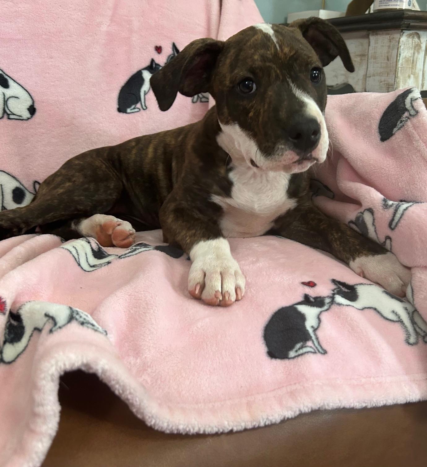 Kirby Glow, an adopted mixed breed in Woburn, MA image 2/4