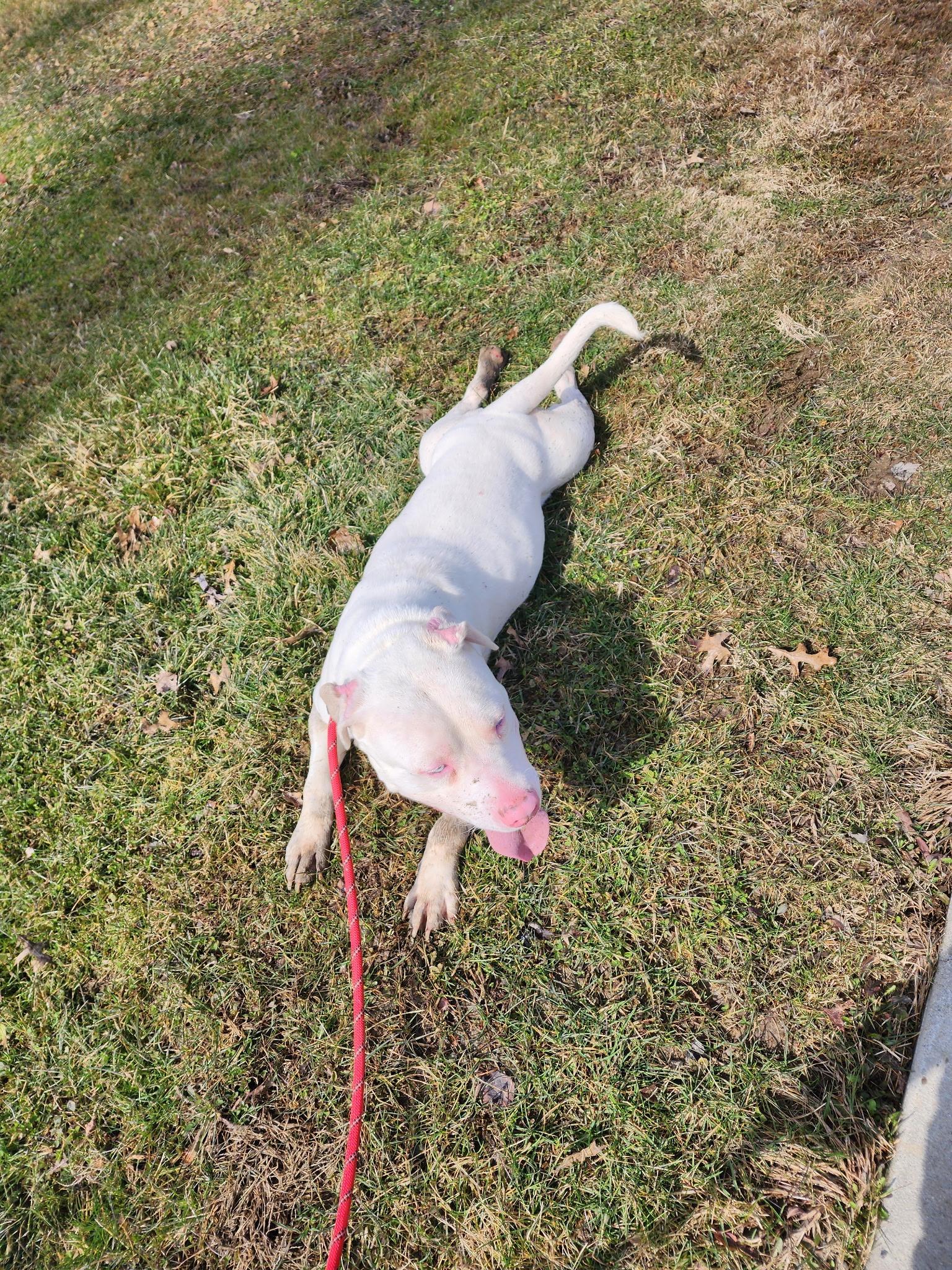 JR, a ADOPTABLE mixed breed in Youngstown, OH image 4/5