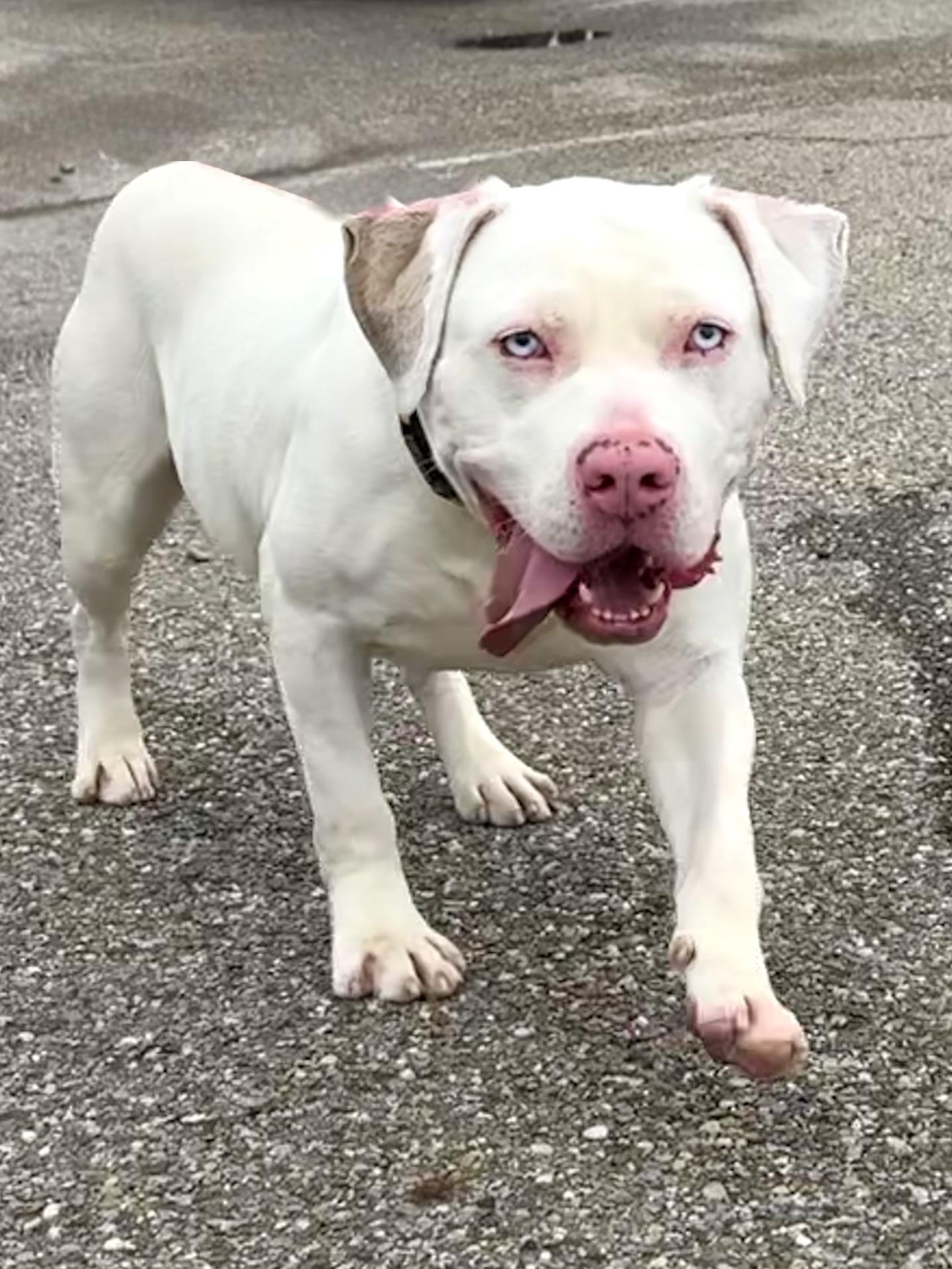 JR, a ADOPTABLE mixed breed in Youngstown, OH image 5/5