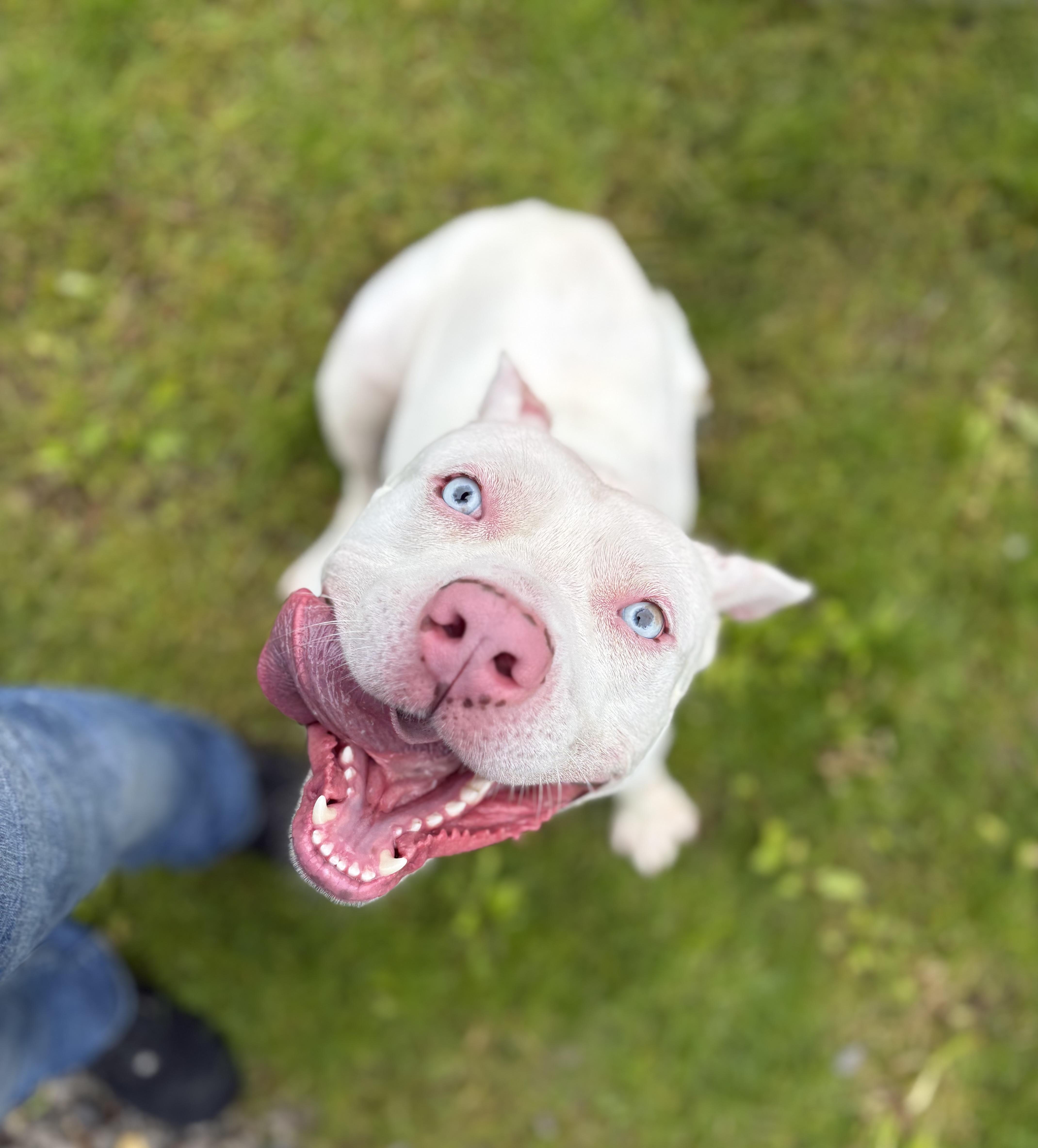 JR, ADOPTABLE, Young Male Pit Bull Terrier.