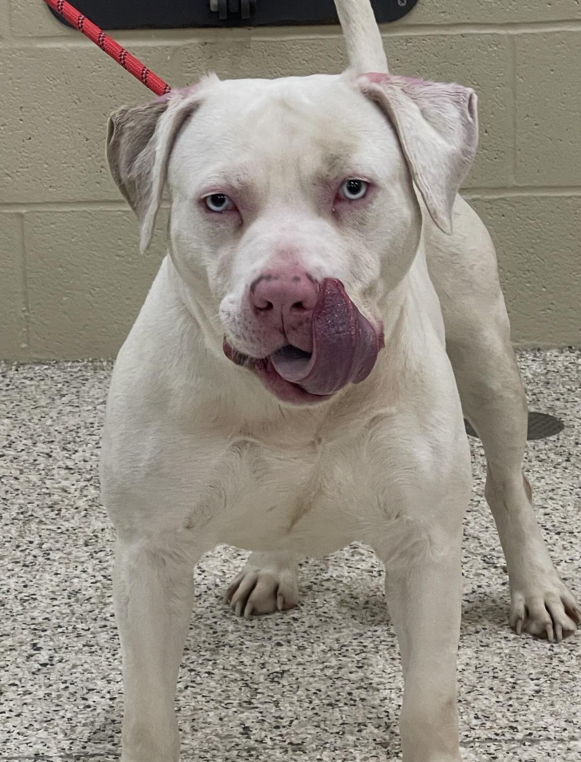 JR, a ADOPTABLE mixed breed in Youngstown, OH image 3/5