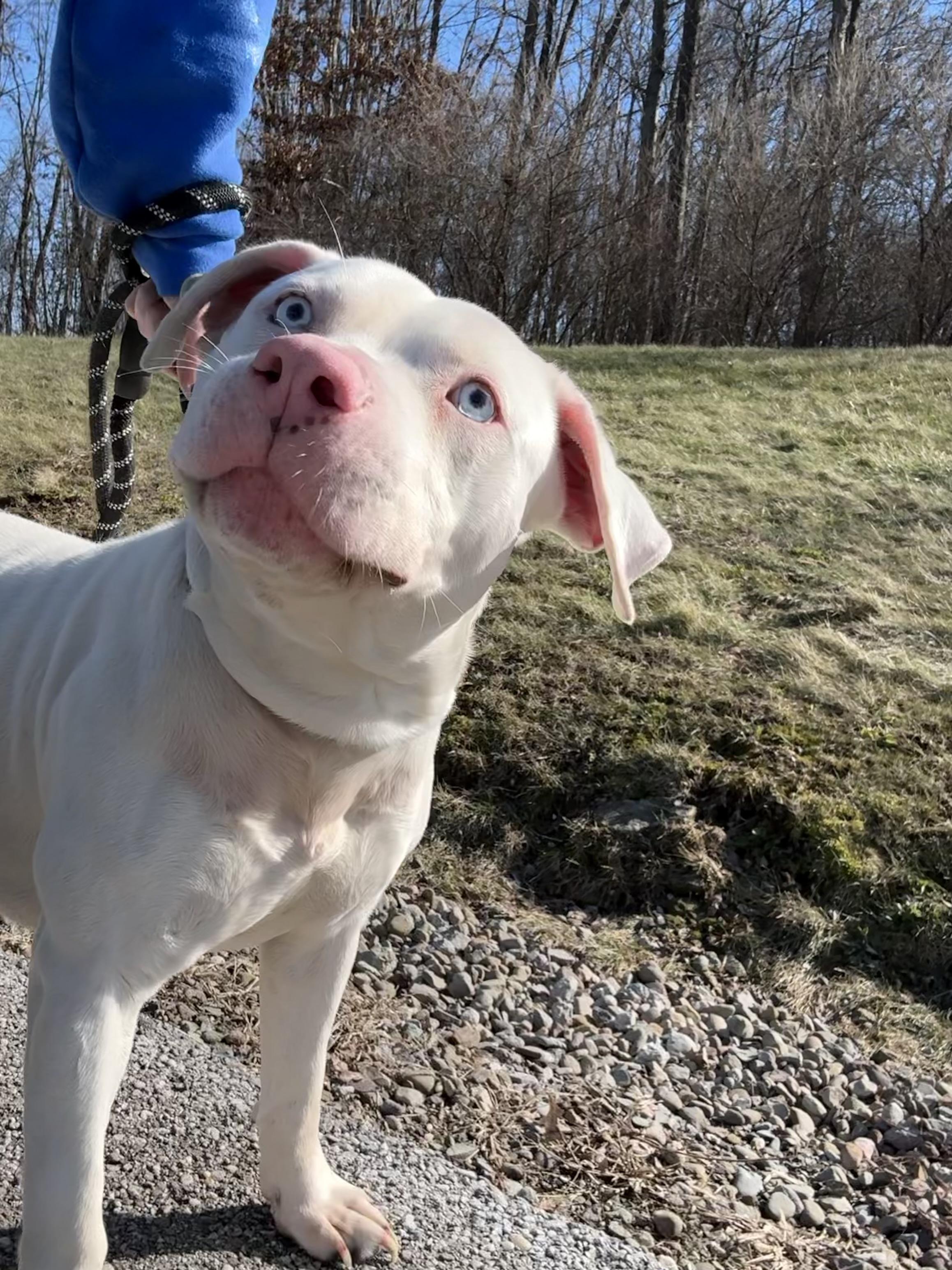 JR, a ADOPTABLE mixed breed in Youngstown, OH image 2/5
