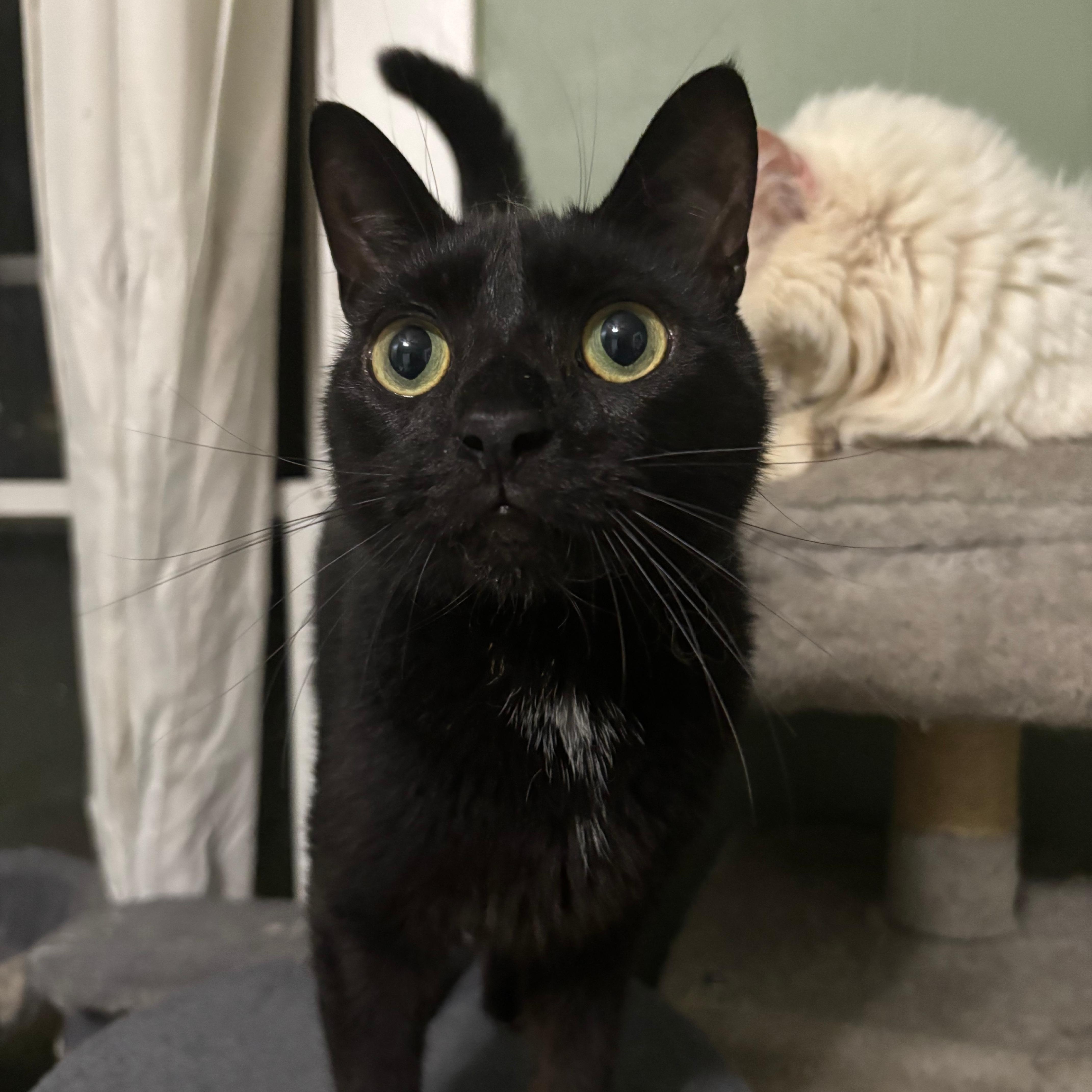 Enlarge Genito, an adoptable Domestic Short Hair in Richmond, VA image 1/1