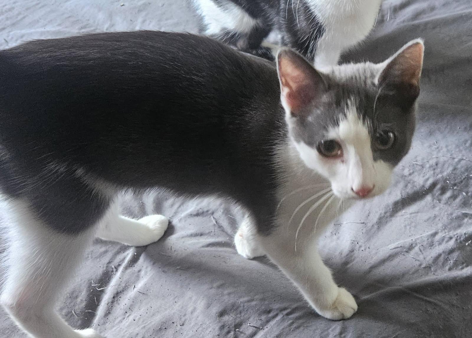 BEAN, ADOPTABLE, Young Female Domestic Short Hair.