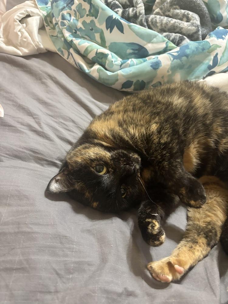 Tiger Lily, Adoptable, Adult Female Domestic Short Hair.