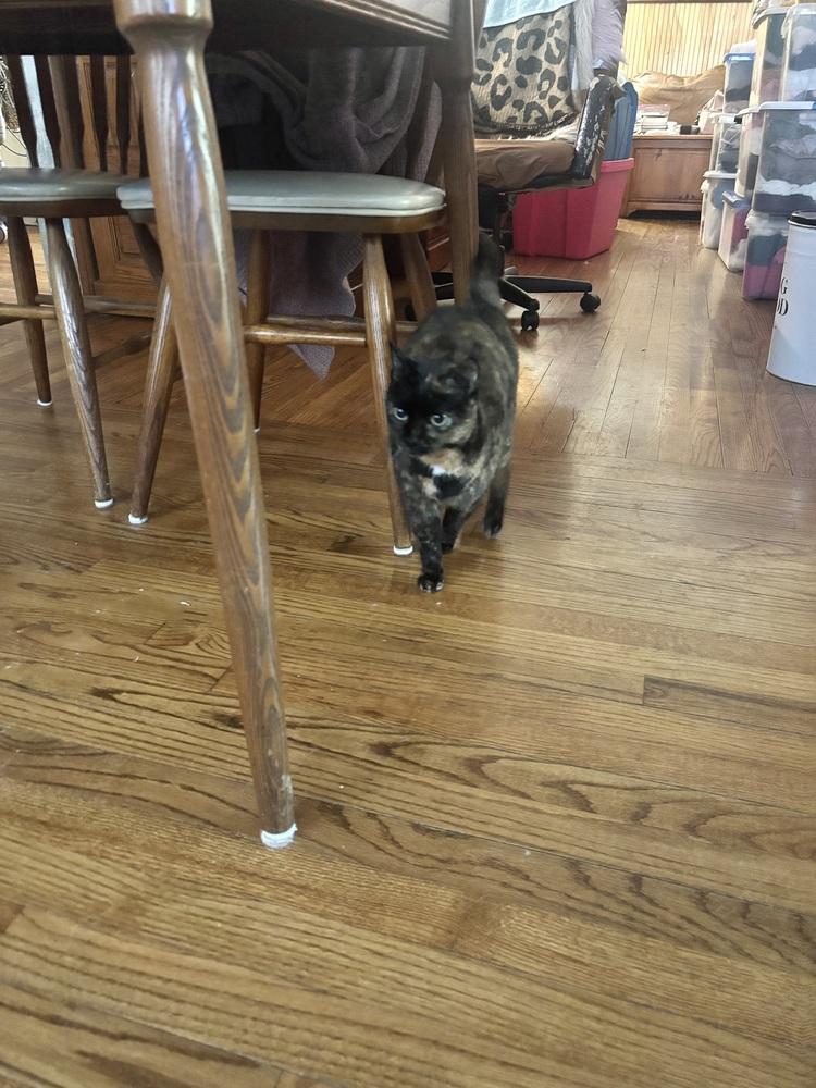 Enlarge Tiger Lily, a Adoptable Domestic Short Hair in Patchogue, NY image 2/6