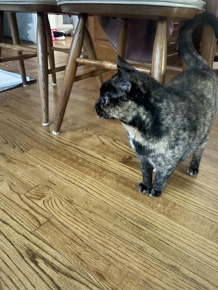 Enlarge Tiger Lily, a Adoptable Domestic Short Hair in Patchogue, NY image 3/6