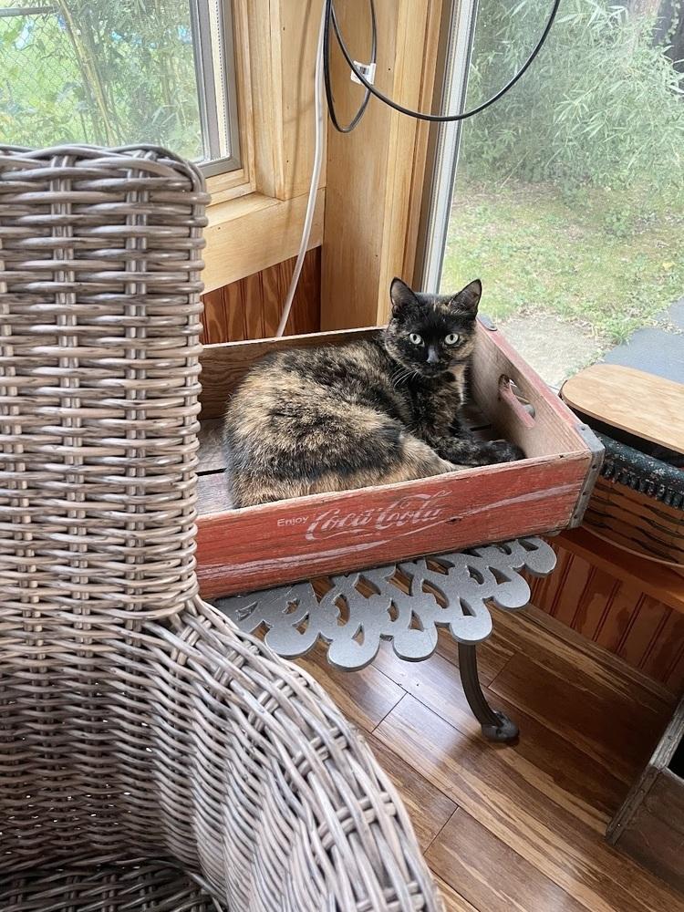 Enlarge Tiger Lily, a Adoptable Domestic Short Hair in Patchogue, NY image 4/6