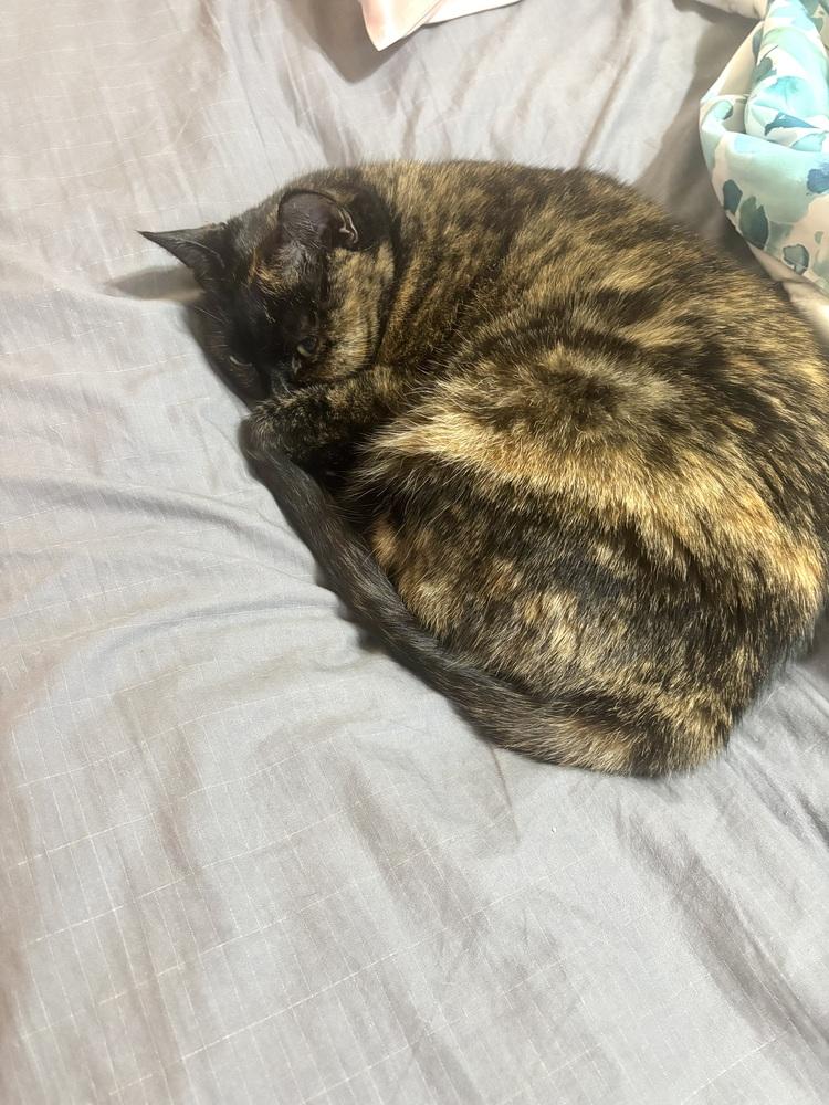 Enlarge Tiger Lily, a Adoptable Domestic Short Hair in Patchogue, NY image 5/6