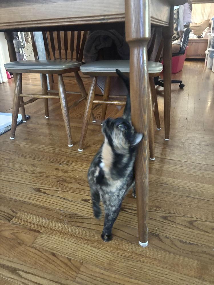 Enlarge Tiger Lily, a Adoptable Domestic Short Hair in Patchogue, NY image 6/6