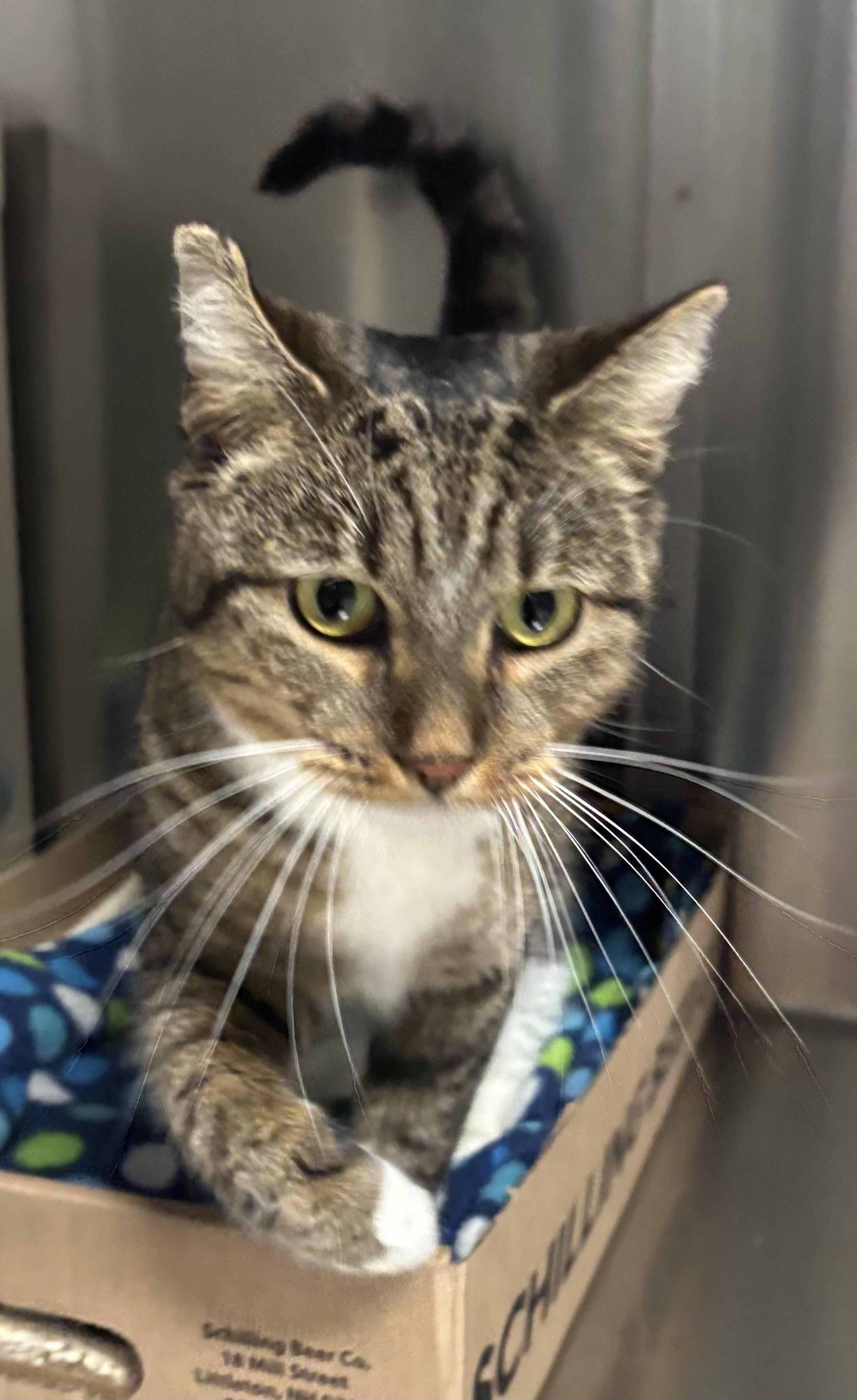 Hen a.k.a  Boss Mom, ADOPTABLE, Adult Female Domestic Short Hair.