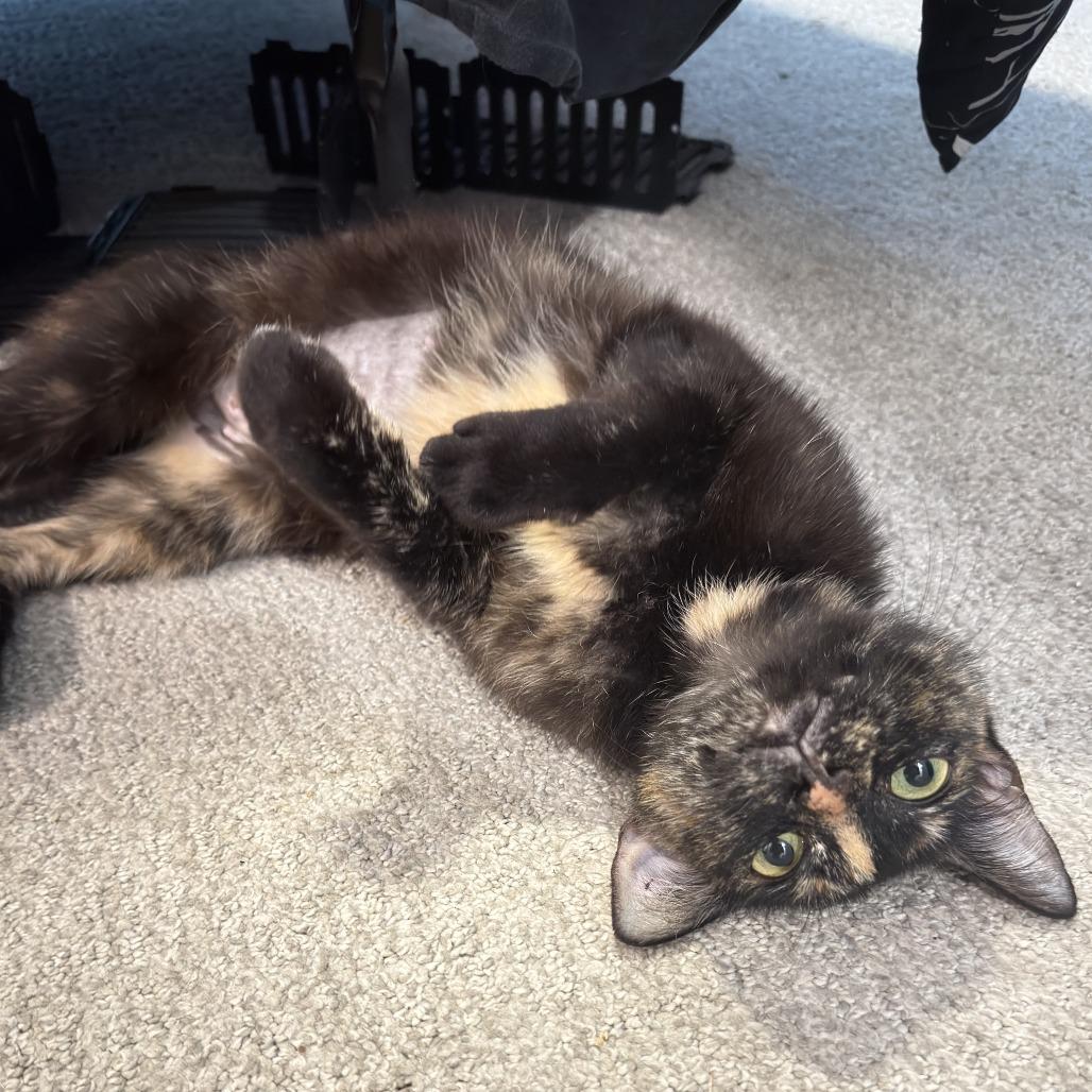 Sabine, Adoptable, Young Female Domestic Short Hair.