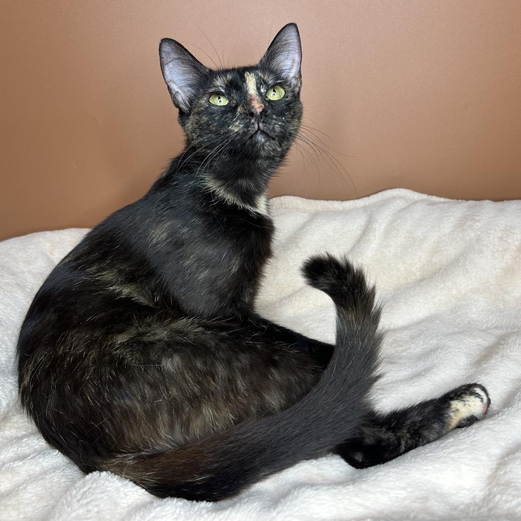 Sabine, a Adoptable Domestic Short Hair in San Antonio, TX image 2/6