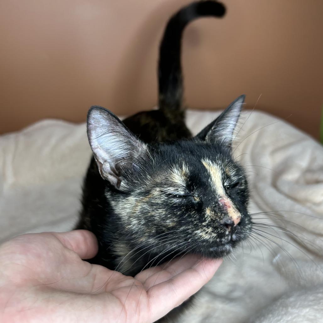 Sabine, a Adoptable Domestic Short Hair in San Antonio, TX image 3/6